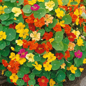 Des fleurs jaunes, orange, rouges et rose pourpre sont réparties parmi des feuilles vertes presque rondes. De fines nervures plus claires rayonnent sur les feuilles. Les fleurs se chevauchent à différentes hauteurs et présentent des pétales ouverts de formes légèrement variées. La végétation remplit le cadrage, avec des ombres entre les feuilles et les corolles colorées.