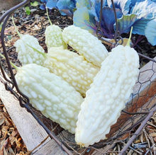White bitter gourd squash organic