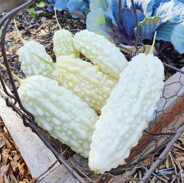 White bitter gourd squash organic