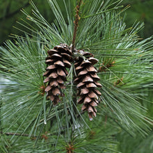 White Pine