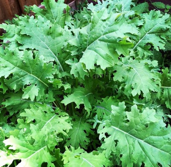 Chou frisé ‘White Russian’ bio (<em>Brassica napus</em>)