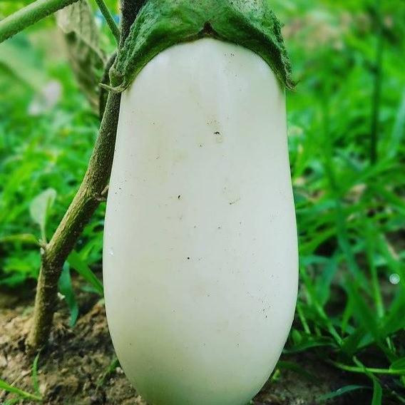 Organic 'White Star' Eggplant Seeds by Gaia, product image prepared for Canadian gardeners.