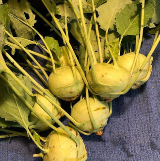 Organic 'White Vienna' Kohlrabi Seeds by Gaia, product image prepared for Canadian gardeners.