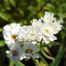 Organic 'White Yarrow' Yarrow