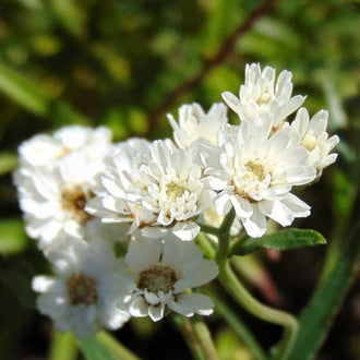 'White Yarrow' Seeds by Gaia, product image prepared for Canadian gardeners.