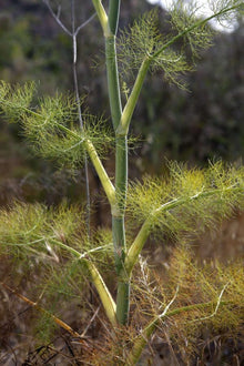 Semences Fenouil sauvage (Foeniculum vulgare)