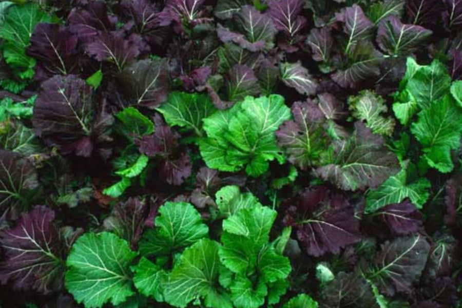 Organic 'Wild Garden' Sweet Mustard