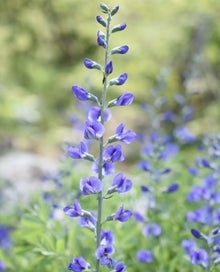 Indigo sauvage bio