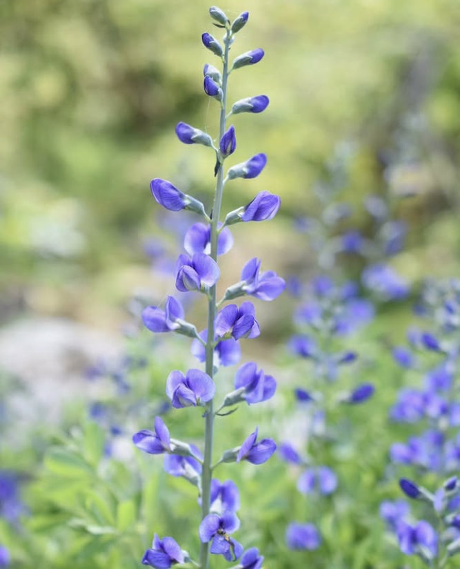 Wild organic indigo