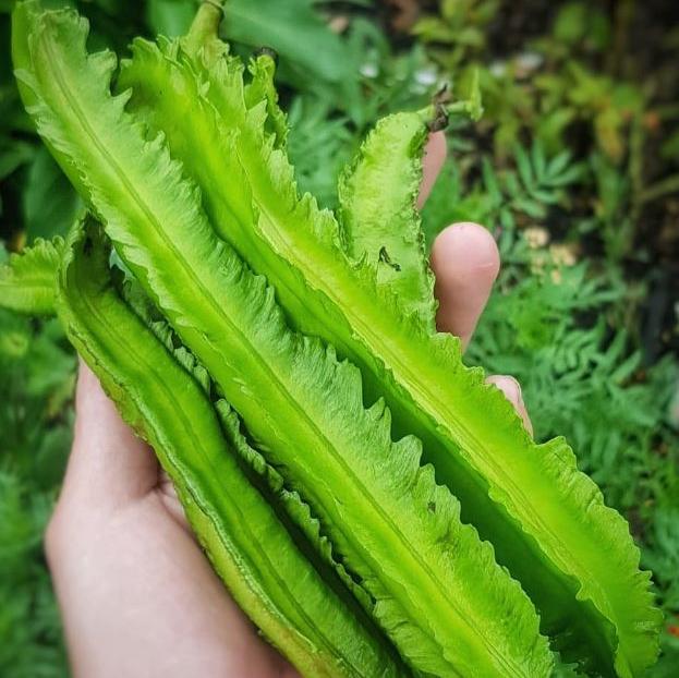 Haricot ailé 'Winged' bio
