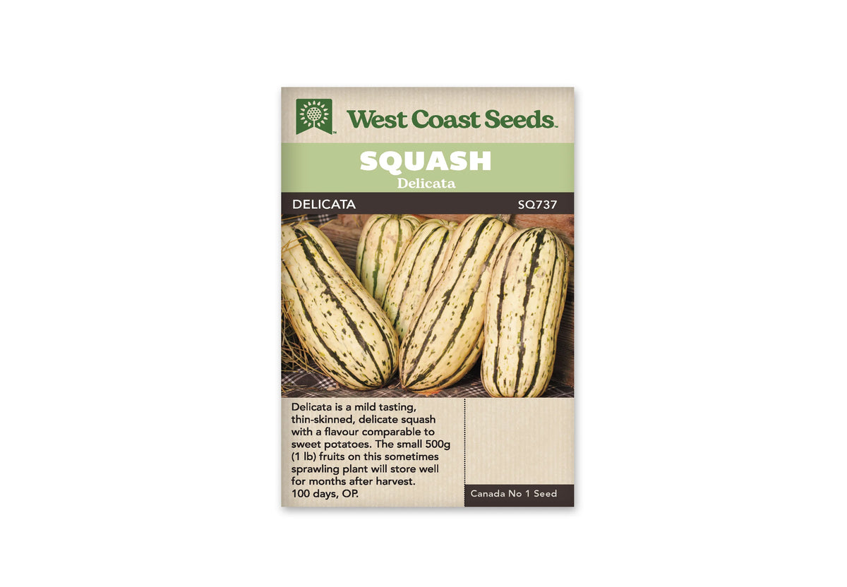 Sachet beige de semences Delicata avec bandeau vert pâle et nom sur fond brun. Plusieurs courges oblongues jaune crème sont disposées contre des planches de bois. Leur peau porte des bandes et des mouchetures vert foncé. Un tissu à carreaux et quelques brins de paille apparaissent au bas de la photo, près des fruits.