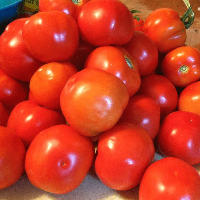 Organic 'Wisconsin 55' Tomato