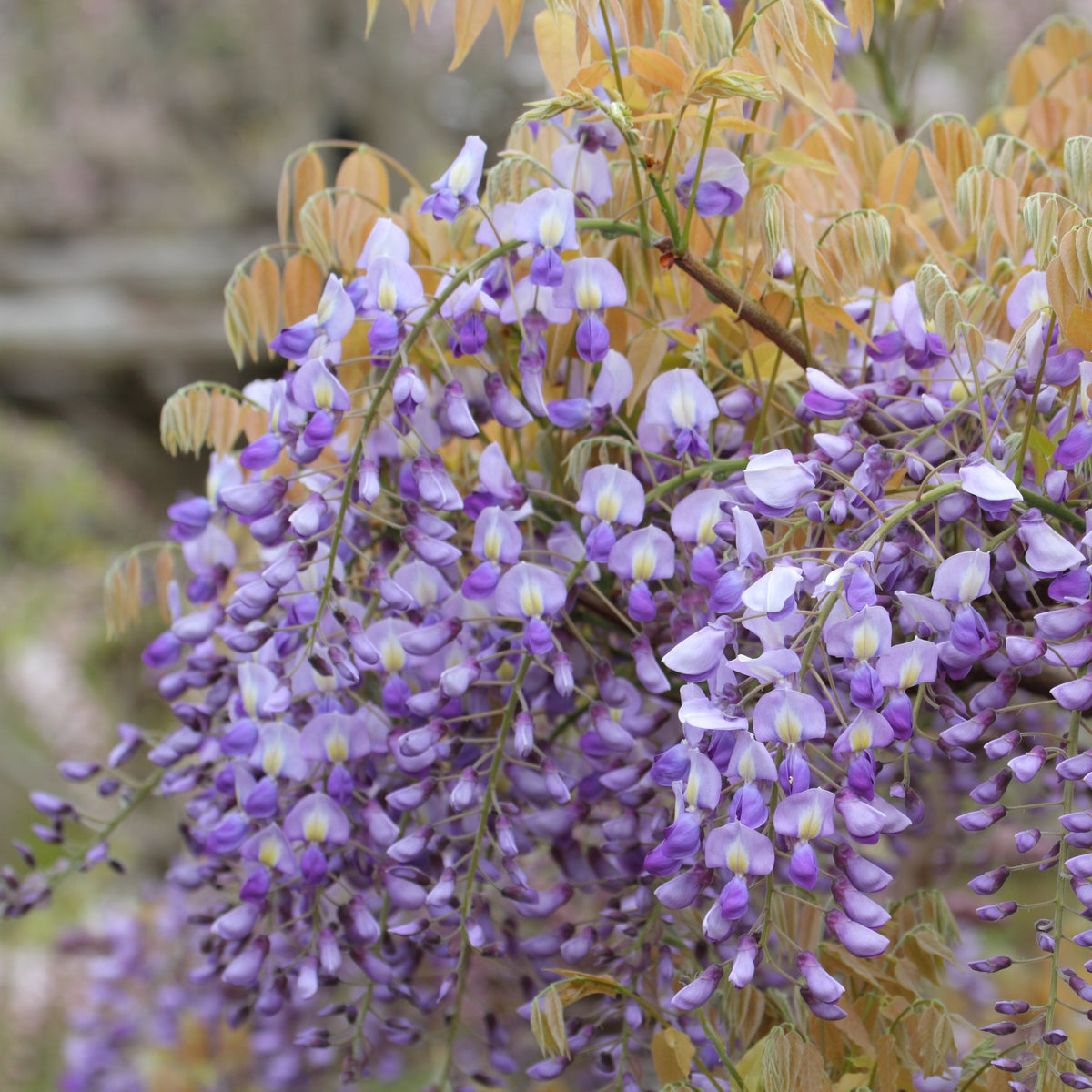Glycine du Japon ‘Murasaki Kapitan’ (Wisteria brachybotrys)