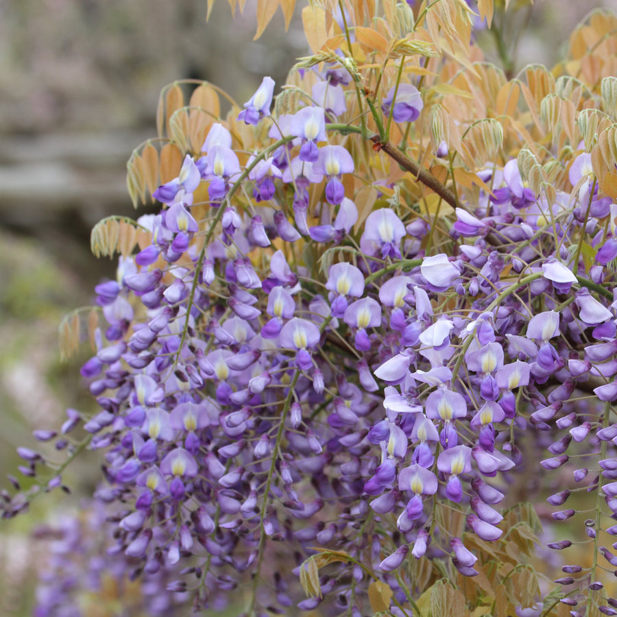 Wisteria brachybotrys 'Murasaki Kapitan'