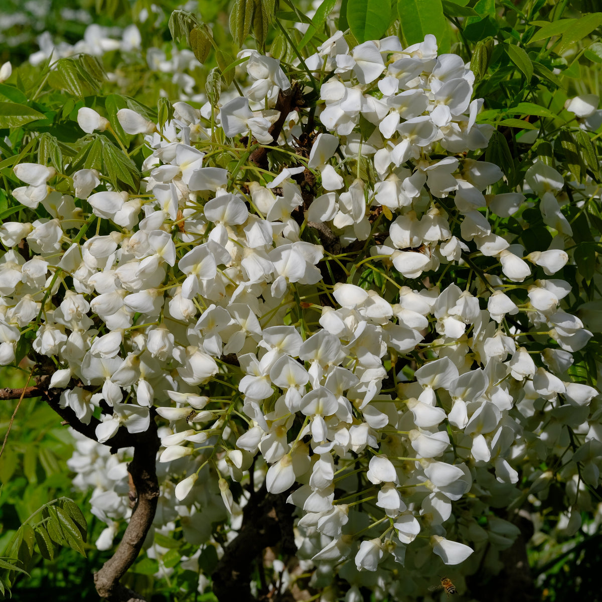 Wisteria brachybotrys 'Shiro Kapitan'
