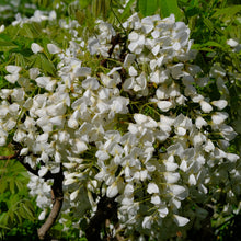 Wisteria brachybotrys 'Shiro Kapitan'