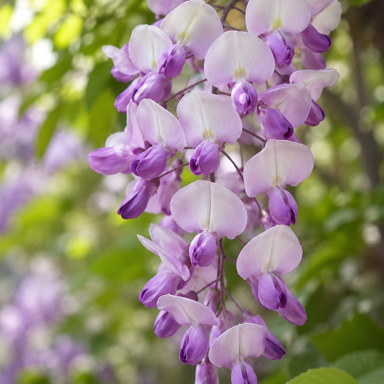 Wisteria floribunda 'Barbara'