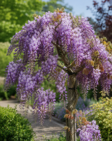 Wisteria floribunda 'Barbara'