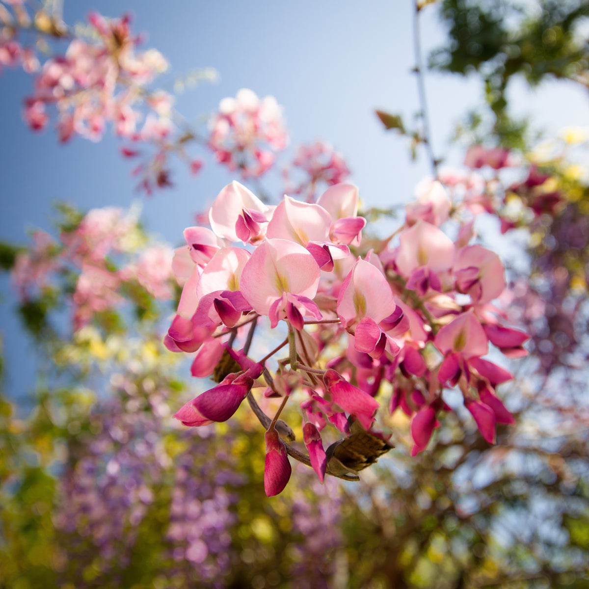 Glycine japonaise ‘Hon Beni’ (Wisteria floribunda)