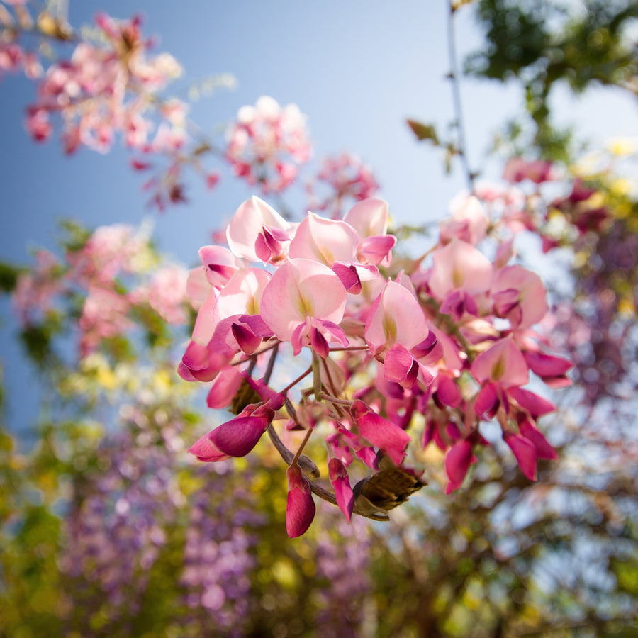 Wisteria floribunda 'Hon Beni'