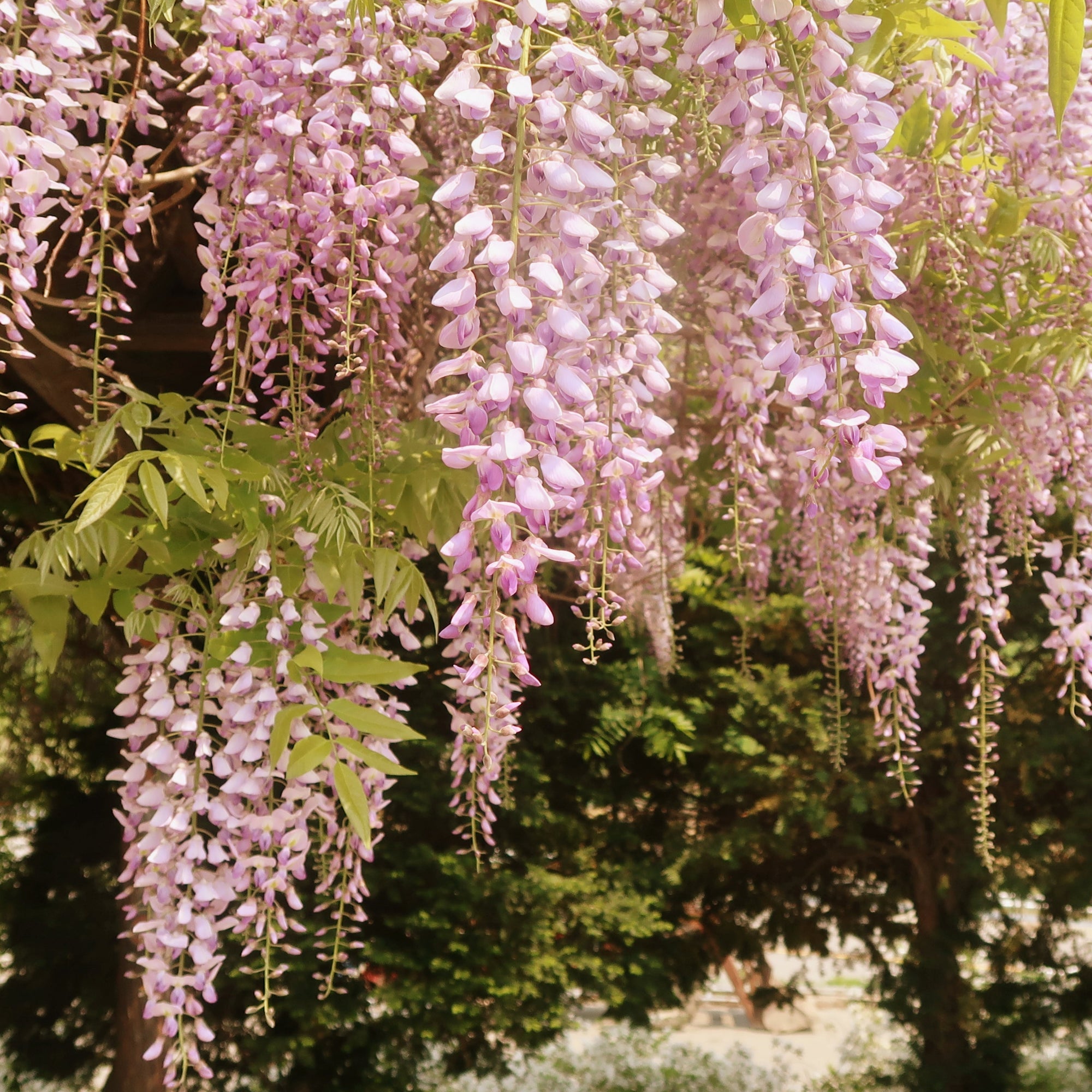 Wisteria floribunda 'Kuchibeni'