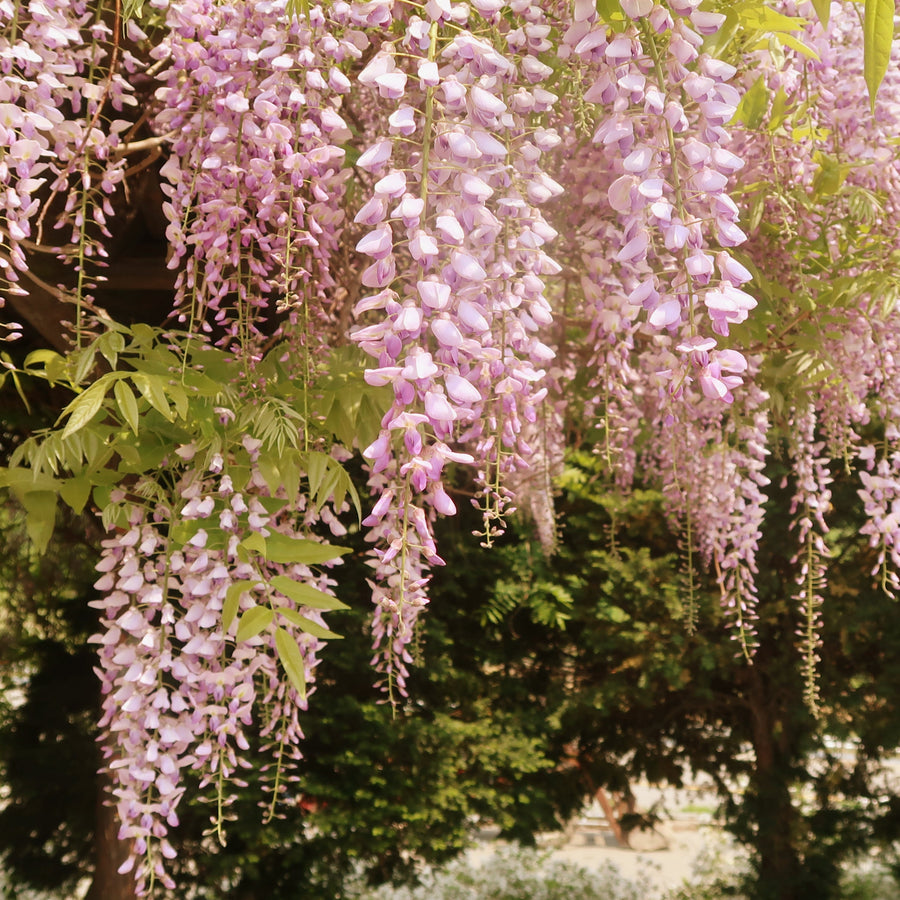 Wisteria floribunda 'Kuchibeni'