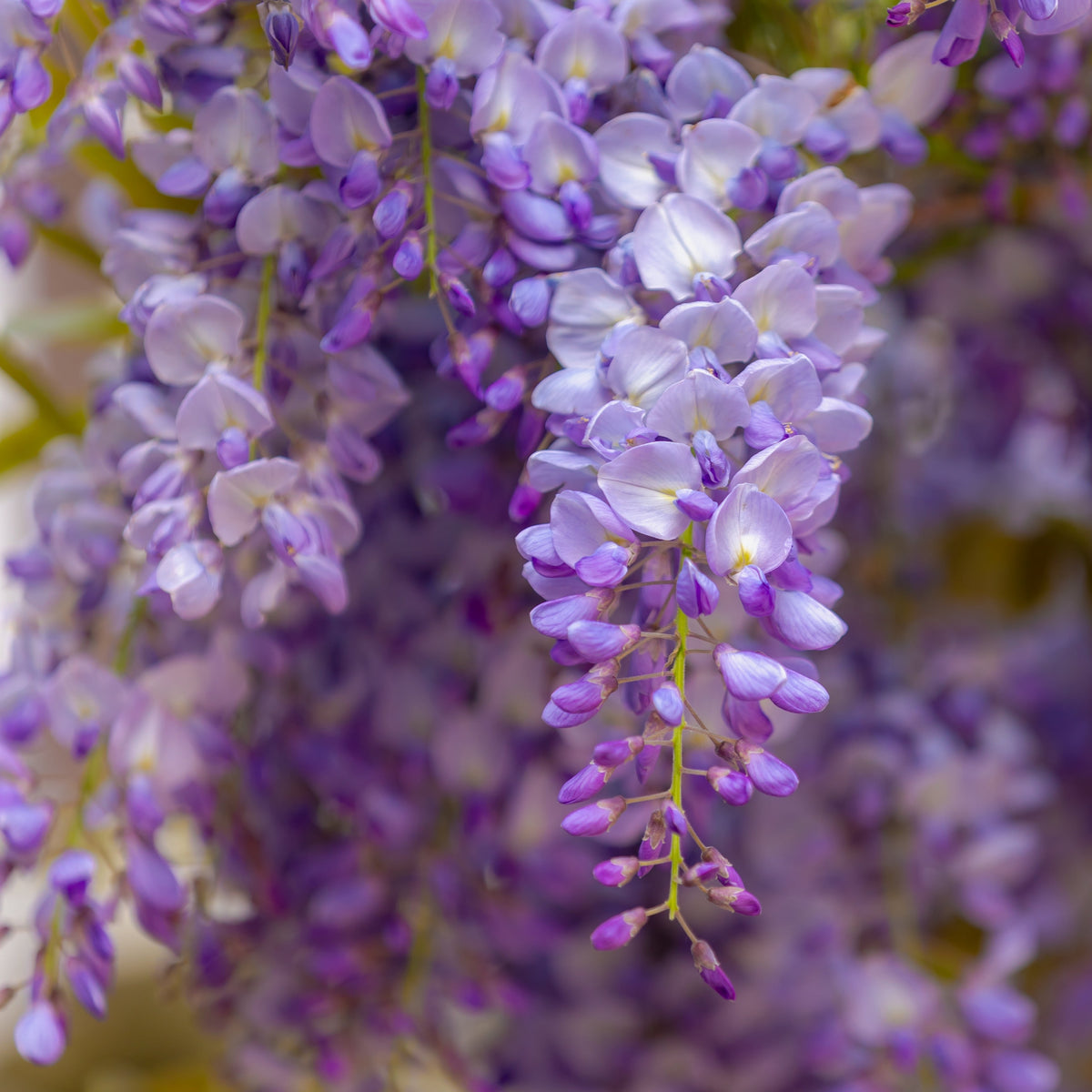Wisteria floribunda 'Lawrence'