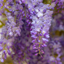 Wisteria floribunda 'Lawrence'