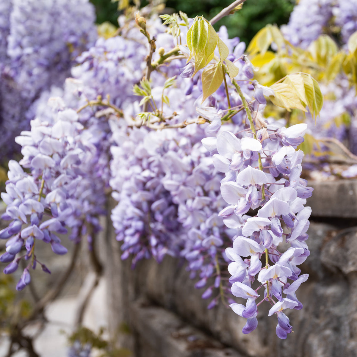 Wisteria floribunda 'Macrobotrys'