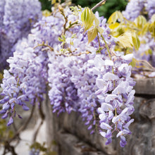 Wisteria floribunda 'Macrobotrys'