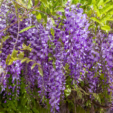 Wisteria floribunda 'Royal Purple'
