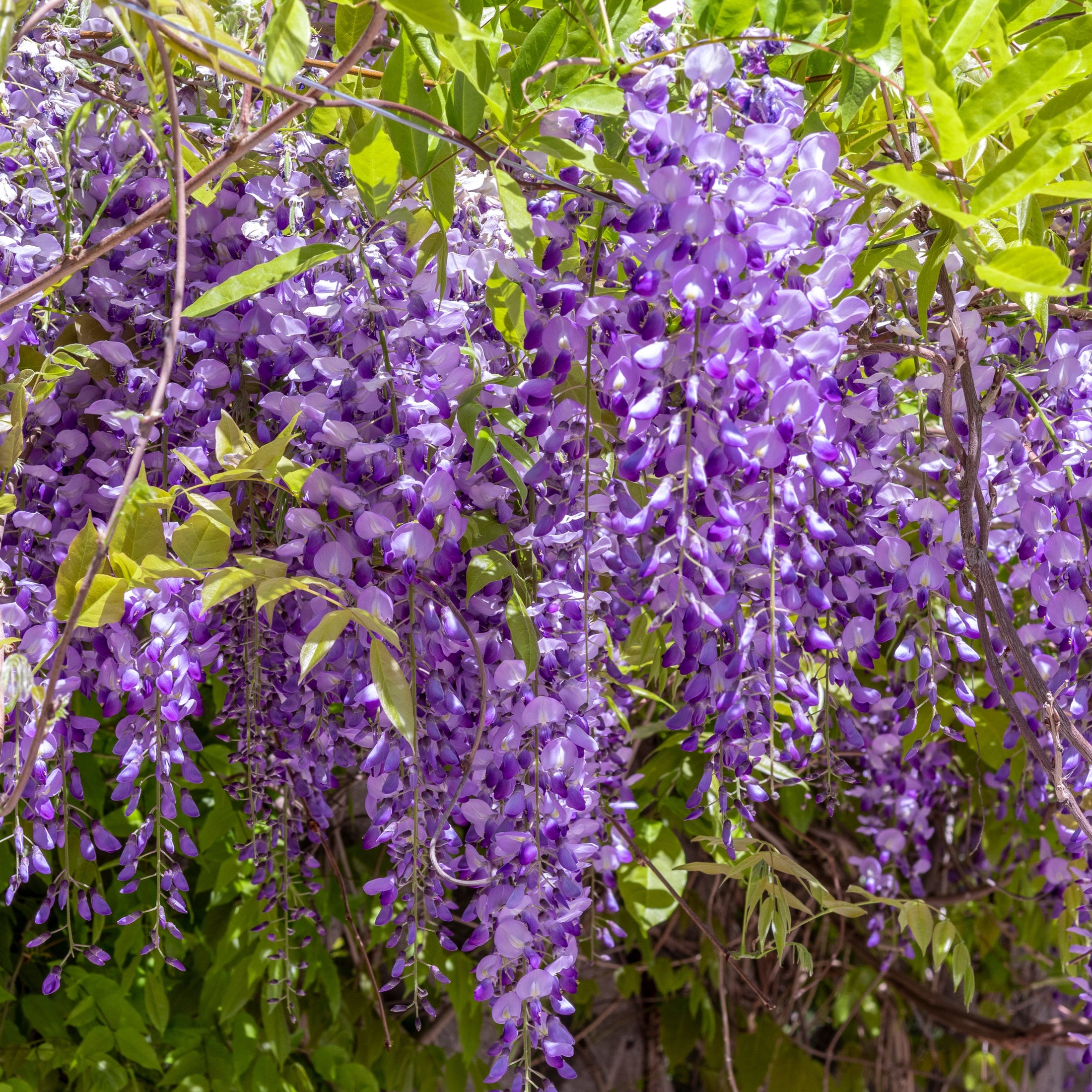 Wisteria floribunda 'Royal Purple'