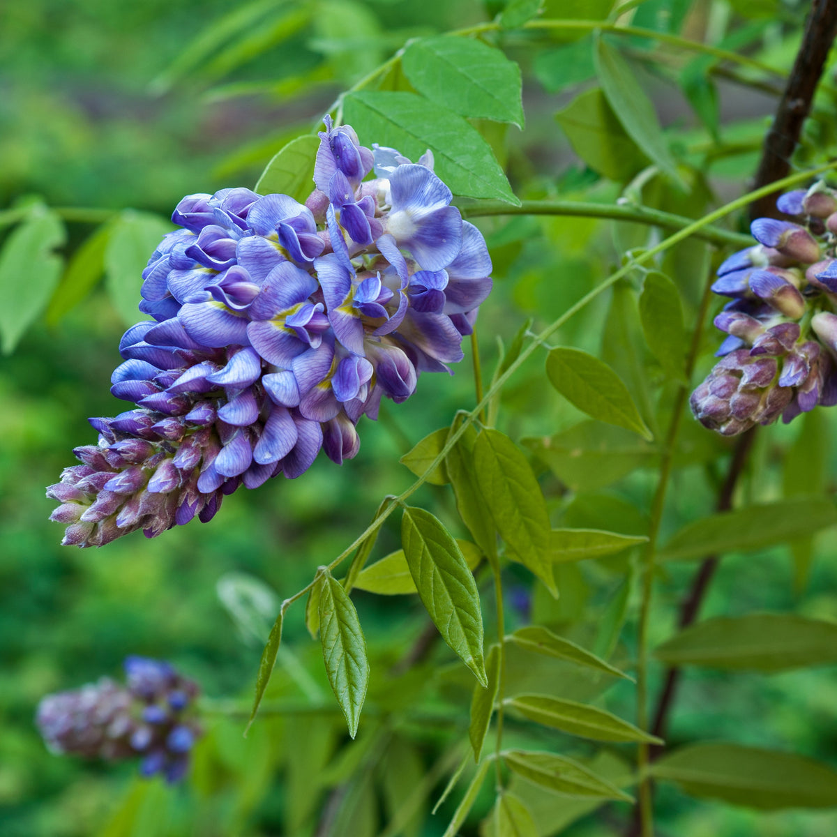 Wisteria frutescens 'Amethyst Falls'