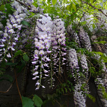 Wisteria macrostachya 'Aunt Dee'