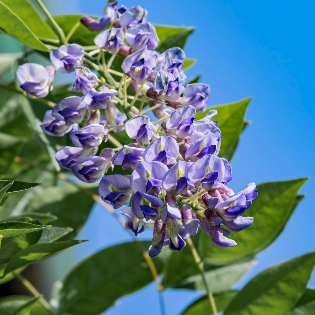 Wisteria macrostachya 'Blue Moon'