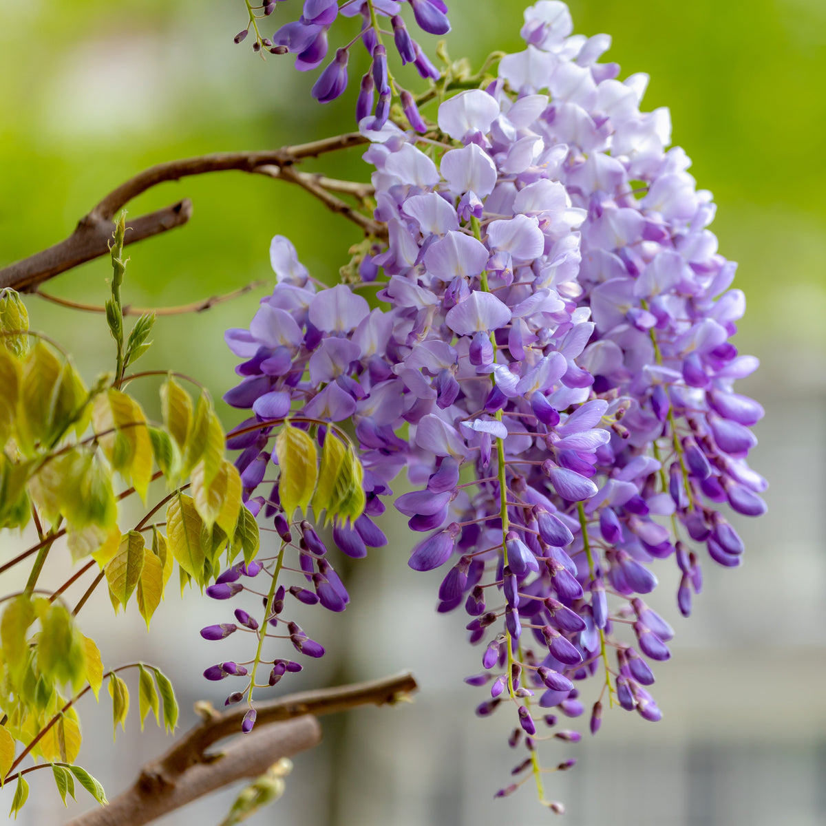 Wisteria sinensis 'Cooke's Purple'