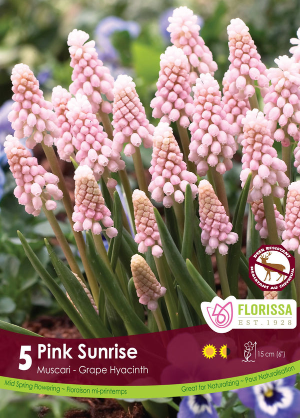 Muscari Pink Sunrise