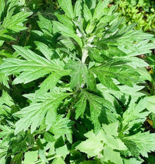 Organic 'Wormwood' Absinthe