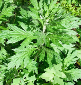 Organic 'Wormwood' Absinthe