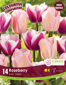 Harmonie florale Roseberry ( Tulipa spp.) : des tulipes rose pâle accompagnées de tulipes blanches et pourpres. Le visuel Florissa présente la plante et son nom dans la partie inférieure de l’étiquette. La photographie occupe presque toute la surface, tandis que le bandeau du bas rassemble les indications du produit. Cette vue permet de reconnaître son apparence et de distinguer la variété présentée.
