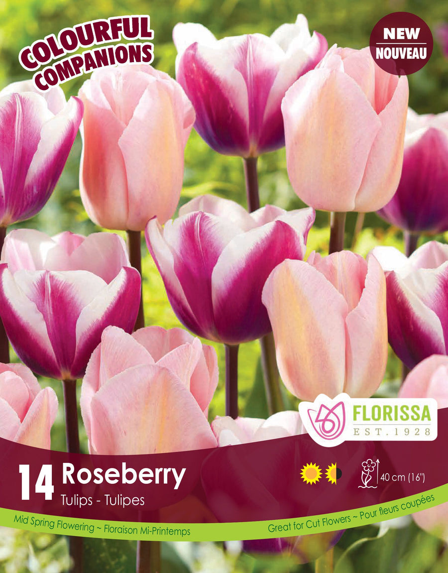 Harmonie Florale – Roseberry
