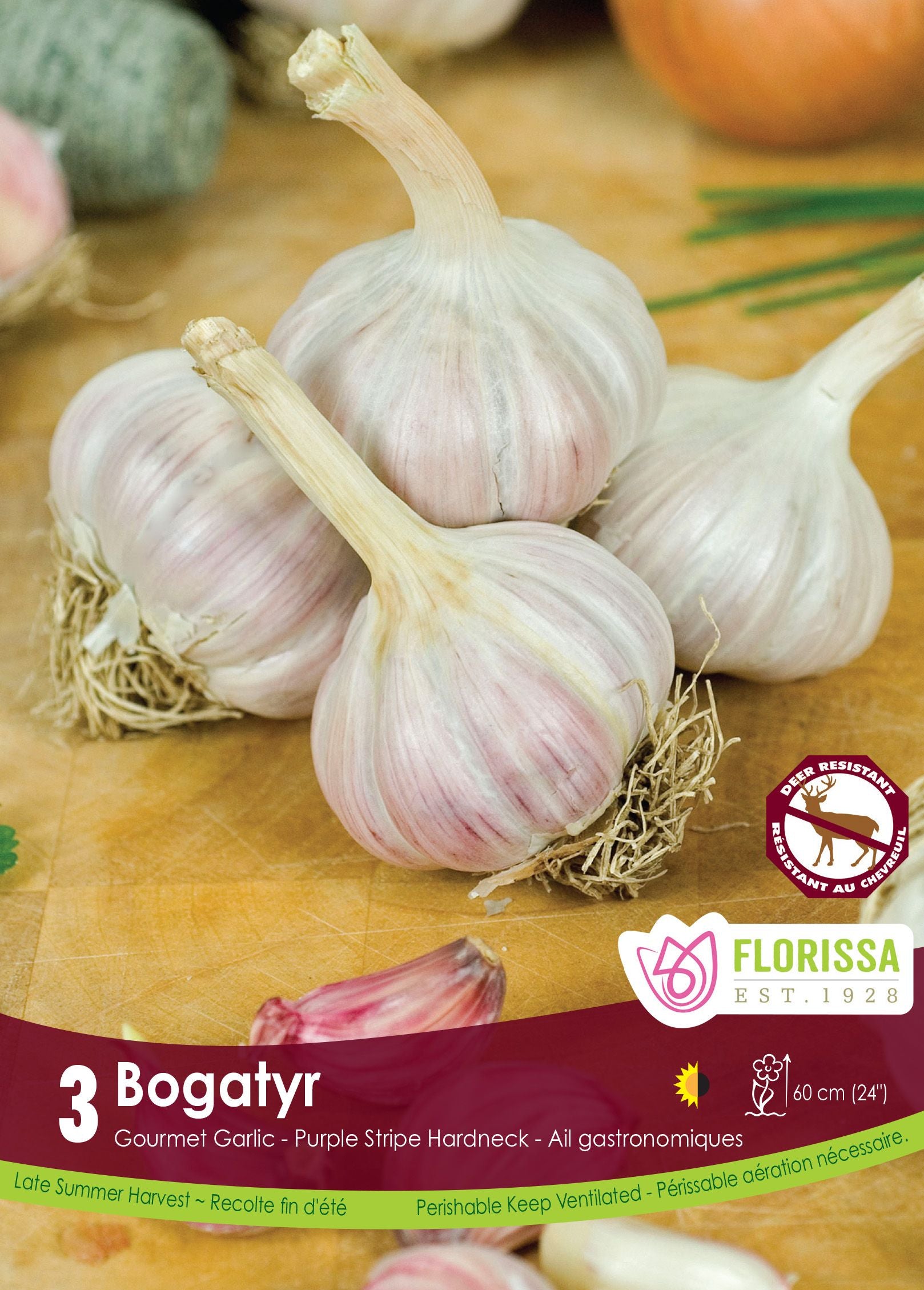 Bogatyr garlic (<em>Allium sativum var. ophioscorodon</em> ‘Bogatyr’)