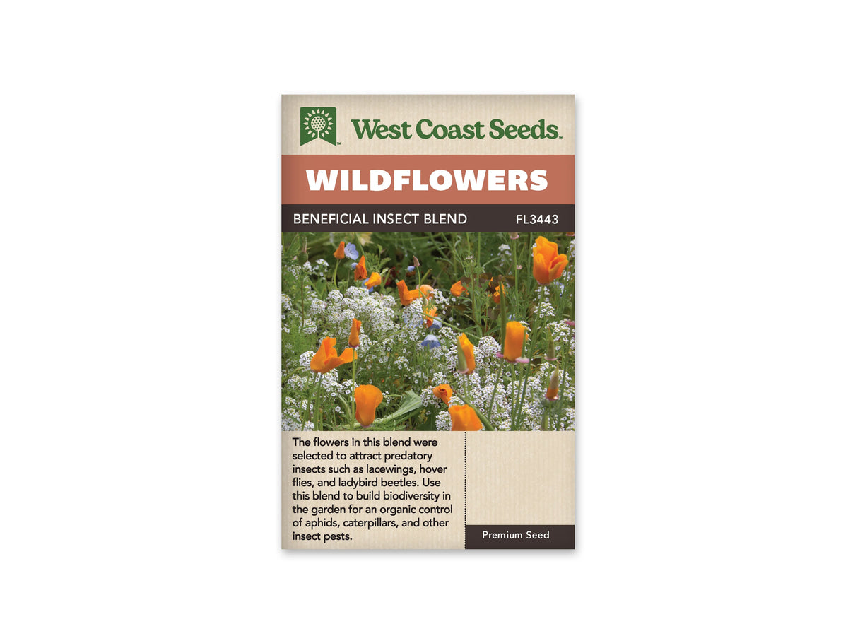 Sachet West Coast Seeds Beneficial Insect Blend montrant des fleurs orange en forme de coupe au-dessus de petites fleurs blanches. Quelques fleurs bleu pâle apparaissent dans le feuillage vert. Les tiges se croisent dans une plantation dense, photographiée de près. Le contraste entre les corolles orange et les petits groupes blancs domine l’image.