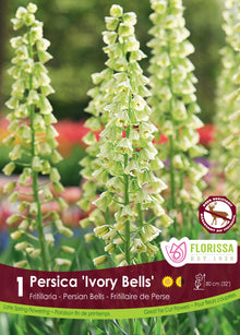 Fritillaria persica ‘Ivory Bells’ ( Fritillaria ) : de hauts épis de clochettes vert crème. Le visuel Florissa présente la plante et son nom dans la partie inférieure de l’étiquette. La photographie occupe presque toute la surface, tandis que le bandeau du bas rassemble les indications du produit. Cette vue permet de reconnaître son apparence et de distinguer la variété présentée.
