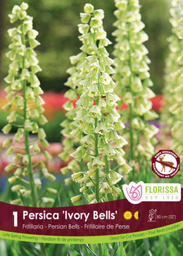 Persica Ivory Bells Fritillaria
