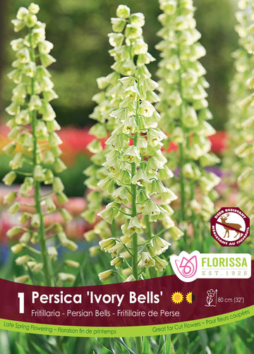 Persica Ivory Bells Fritillaria