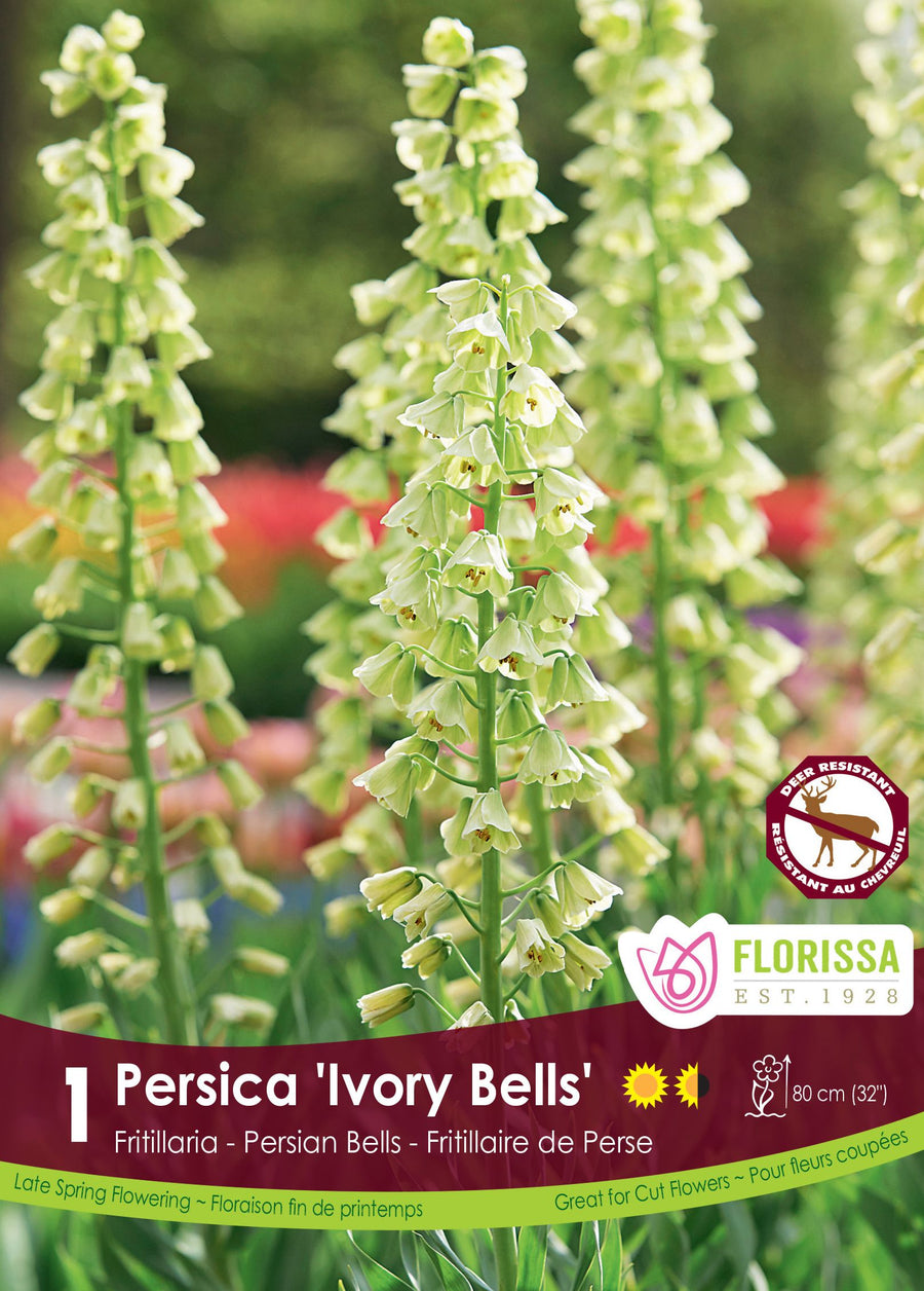 Fritillaria persica 'Ivory Bells'