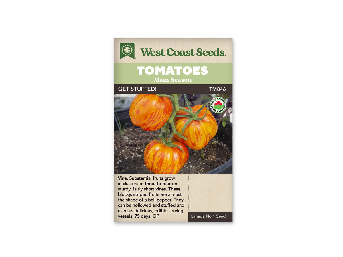 Sachet West Coast Seeds portant les mentions Tomatoes, Main Season et Get Stuffed! La photo montre des tomates lobées jaune orangé, rayées de rouge, attachées à des tiges vertes au-dessus d’un sol sombre. Un logo biologique rond apparaît à droite. Le nom et le code TM846 figurent sous les bandeaux verts de la marque.