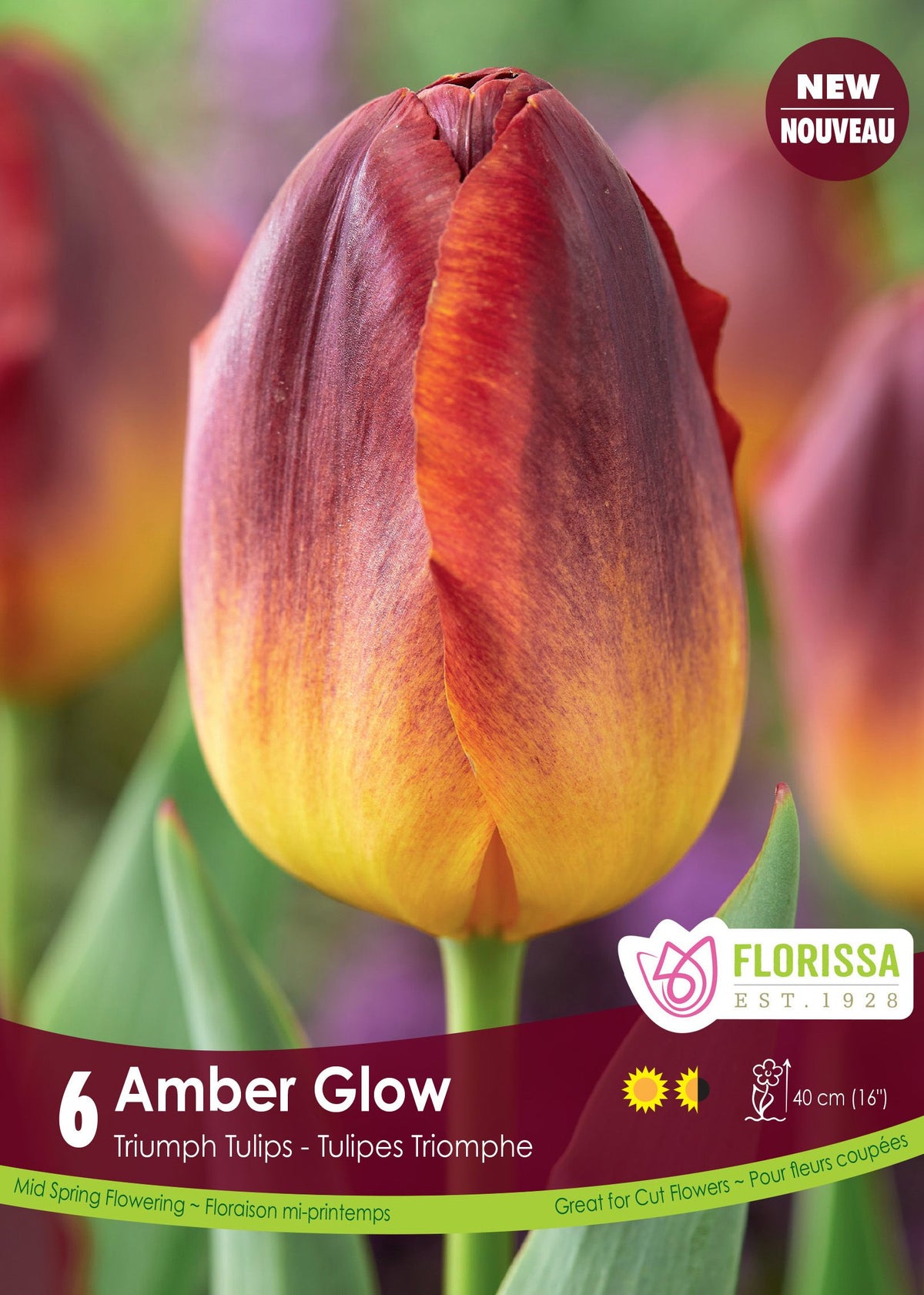 Tulipe Amber Glow ( Tulipa ) : une tulipe bordeaux et orange à base jaune doré. Le visuel Florissa présente la plante et son nom dans la partie inférieure de l’étiquette. La photographie occupe presque toute la surface, tandis que le bandeau du bas rassemble les indications du produit. Cette vue permet de reconnaître son apparence et de distinguer la variété présentée.
