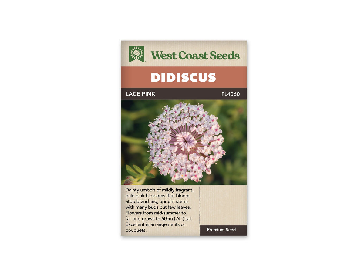 Sachet Lace Pink de West Coast Seeds sur fond blanc. Une ombelle ronde est vue de près, avec de petites fleurs rose très pâle au bout de rayons roses. Des boutons serrés restent au centre. Le fond vert est flou. Le bandeau orangé indique Didiscus, puis la bande brune porte Lace Pink et la référence FL4060.